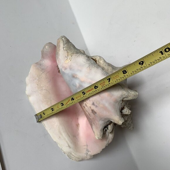 Large Conch Shell Unknown Type 9" - Picture 7 of 8